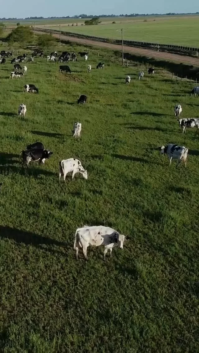 Přemýšleli jste někdy, co všechno musí farma splnit, aby získala BIO certifikaci? 🌿🧐 Tady je stručný přehled toho, co se skrývá za tímto označením. 🔍

Receptura Kendamil BIO Nature je vyráběna z plnotučného mléka z certifikovaných BIO farem s ohledem na životní prostředí. 🥛🌱

Protože důvěra začíná u zdroje. A pokračuje u každého krmení. 🤍

Důležité upozornění: Kojení je nejlepší způsob výživy. Kojenecká výživa by měla být používána pouze na doporučení lékaře. Způsob použití a další informace na obalech. Potravina pro zvláštní výživu.