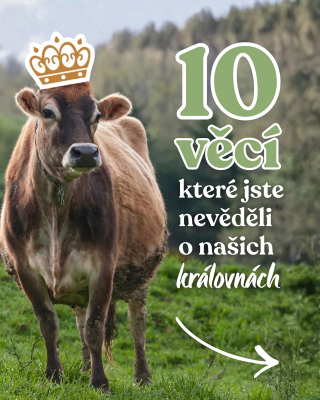 Jak dobře znáš krávy? 🐄 

Od nejlepších kamarádek (to jako fakt!) až po tajný talent na plavání – naše mléčné stádo je plné překvapení. A protože každá plechovka Kendamil Premium a Bio Nature začíná krémovým plnotučným mlékem od spokojených krav, řekli jsme si, že se s vámi o pár jejich zvláštností podělíme. 💚

Projeď si celý carousel a objev 10 zajímavostí o kravách, které tě ve škole nejspíš neučili. Která tě překvapila nejvíc? 👇